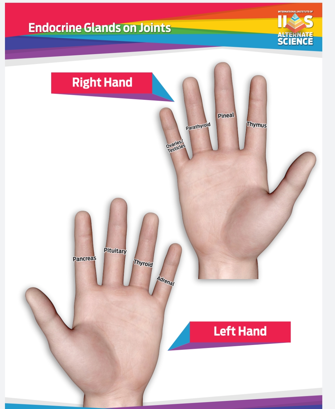 Endocrine Gland on Joints