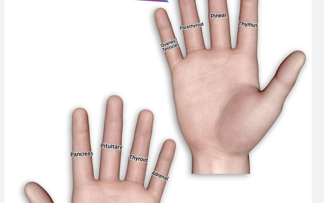 Endocrine Gland on Joints