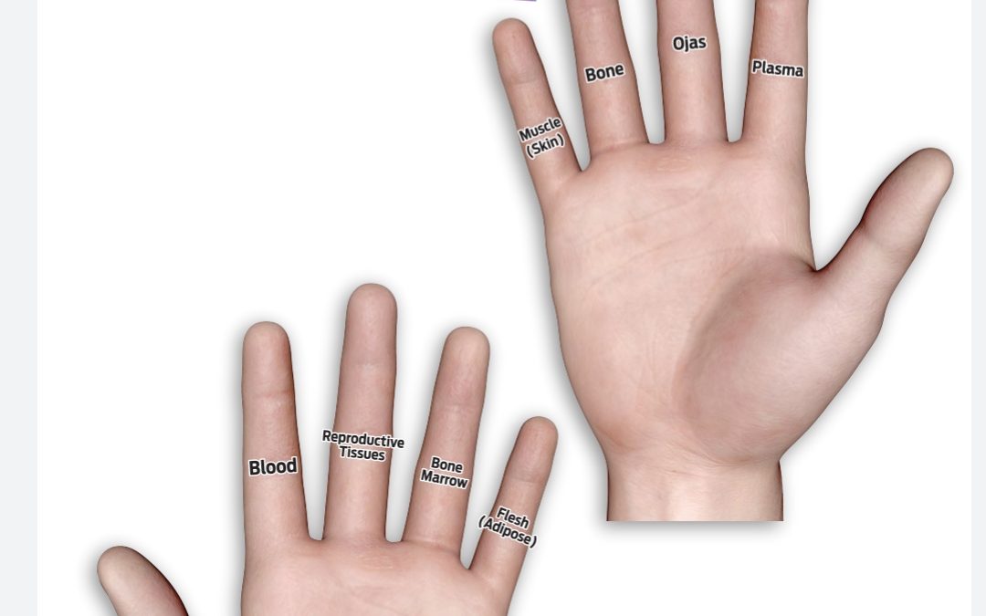 Tissues on Hand Joints